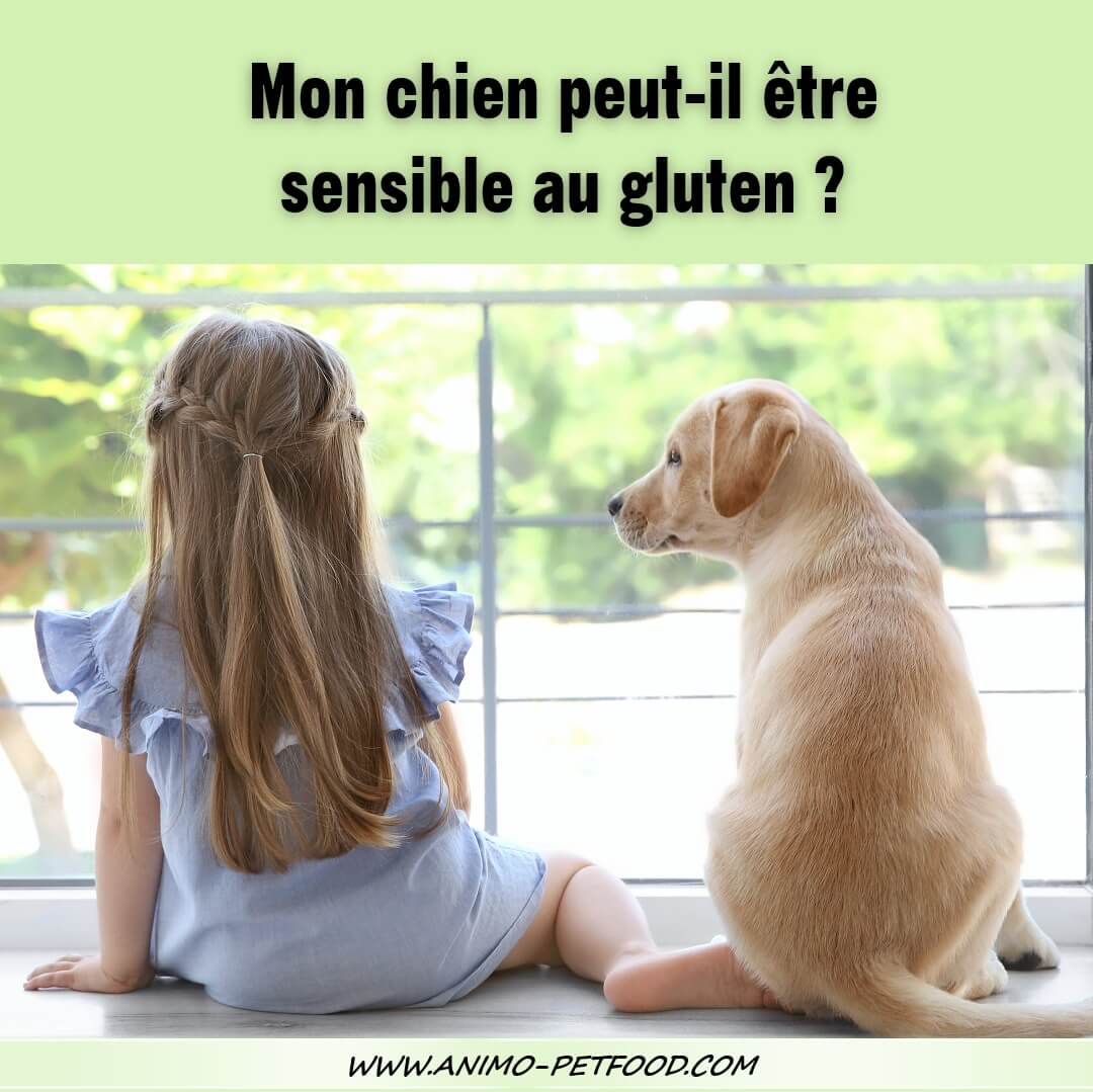 intolerance-sensibilite-au-gluten-chez-les-chiens